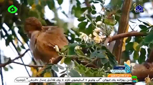 موسیقی تصویر کهگیلویه وبویراحم...