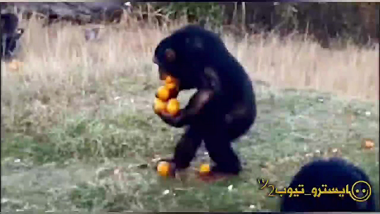 بهترین حیوانات