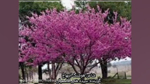 شعر ارغوان از هوشنگ ابتهاج