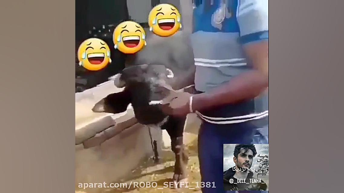 گاو هم می دونه چه طور باید شمو...