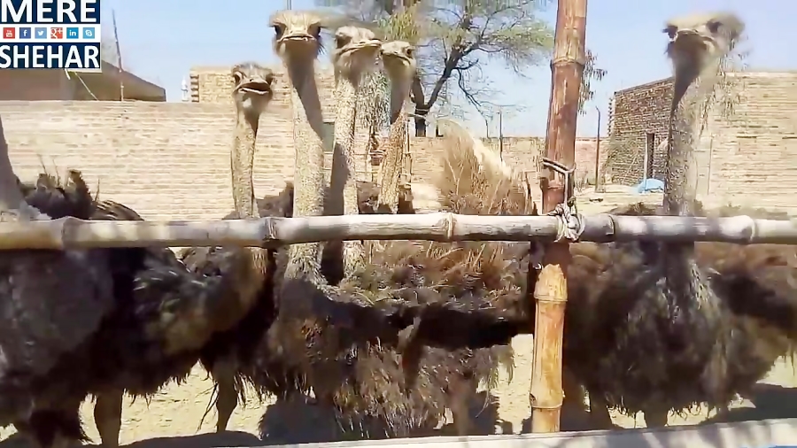 مزرعه پرورش شترمرغ(شتر مرغ)