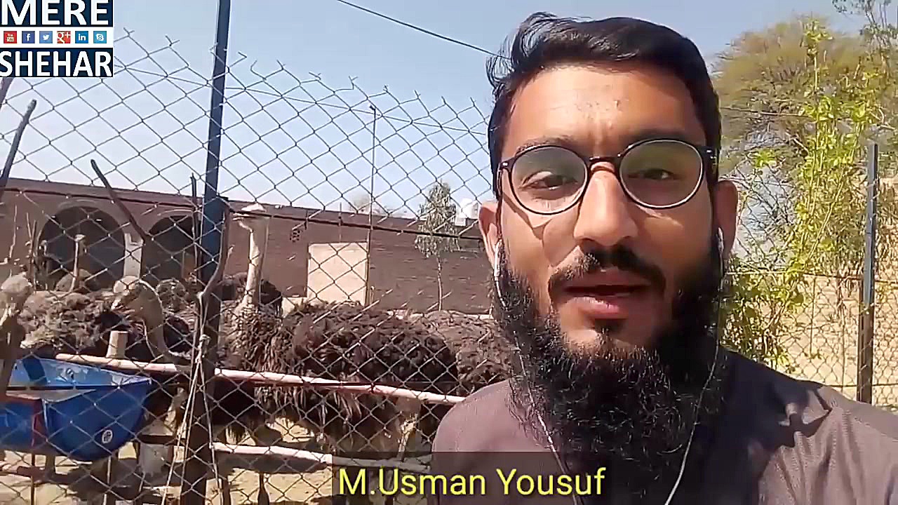 مزرعه پرورش شترمرغ(شتر مرغ)