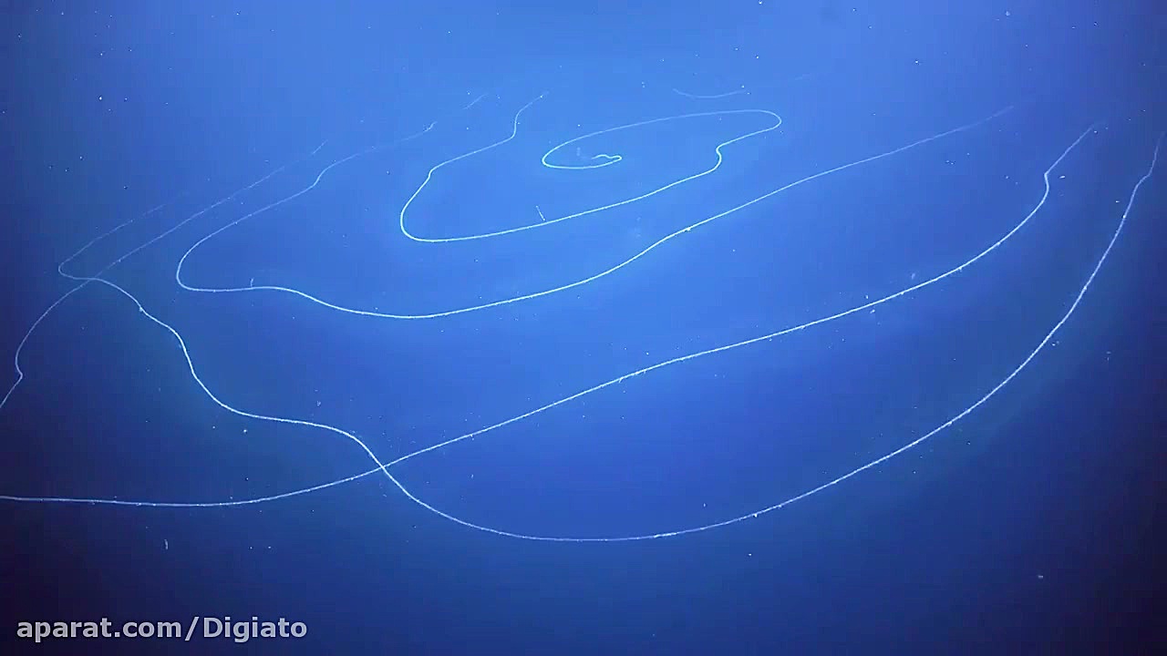 کشف موجود لوله&zwnj;ای شکل بسی...