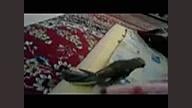 عروس هلندی میگه عسل سلام، عسل...