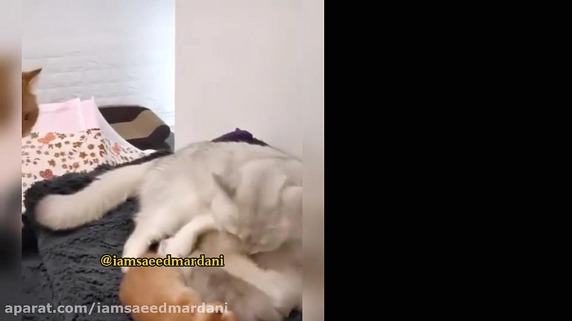 فقط پاکیزگی بچه هاش براش مهمه...