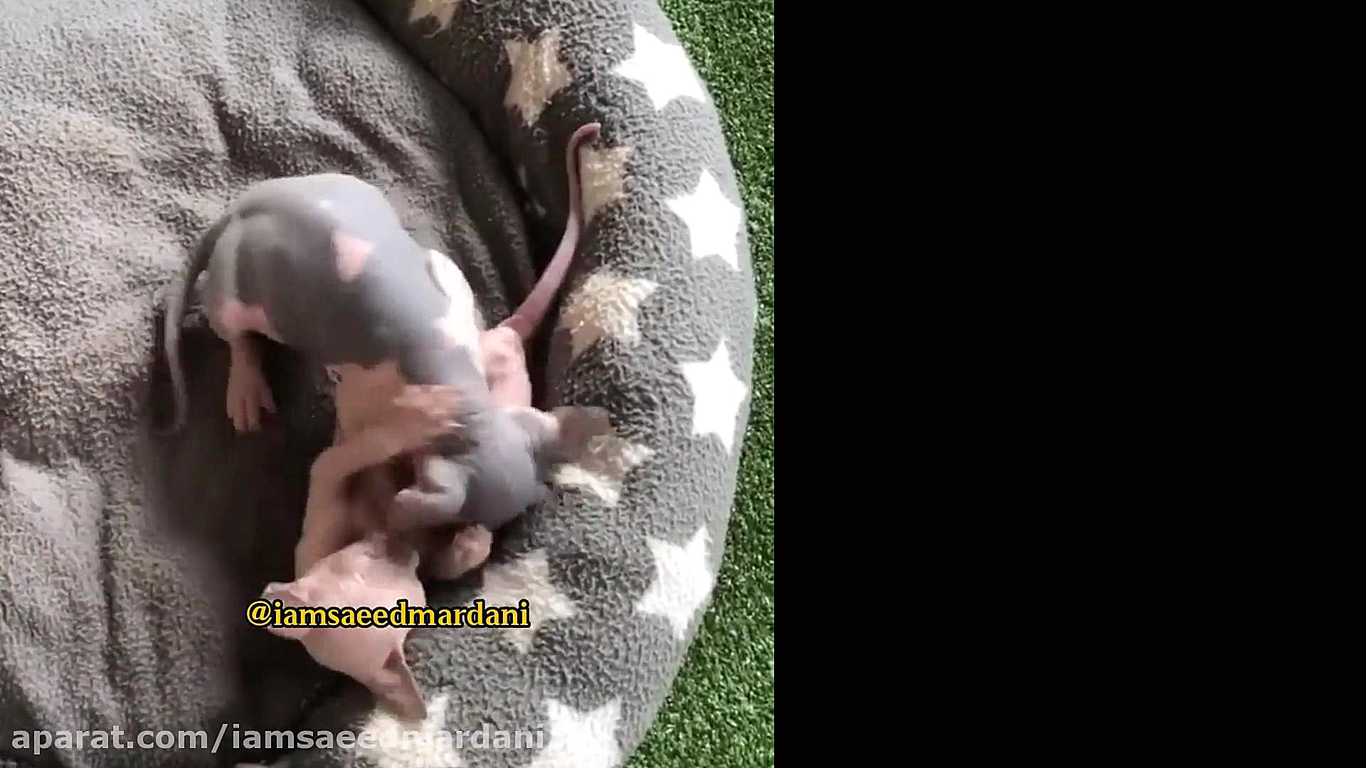 میخواد اعداد 69 و 11 رو با رسم...