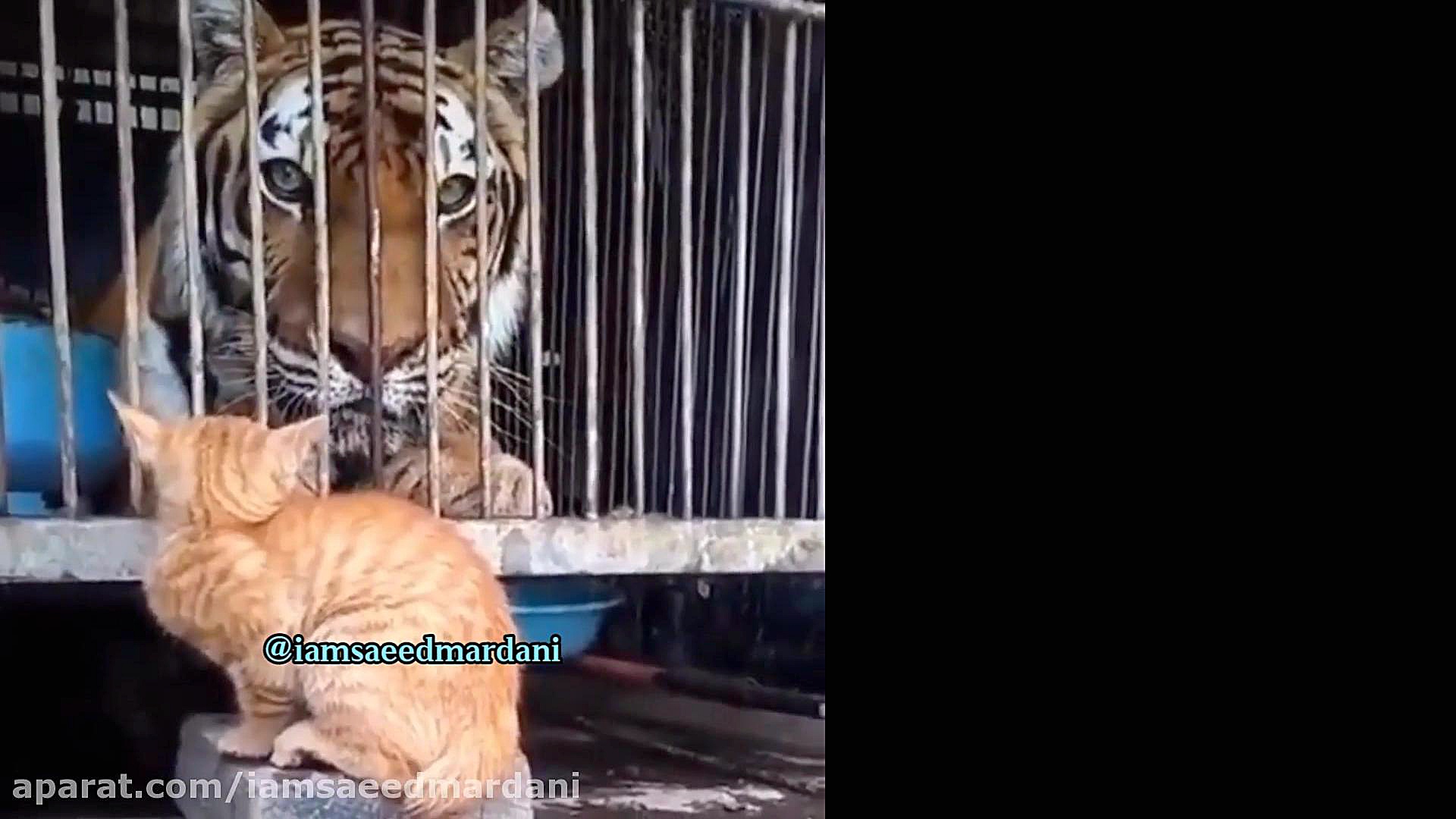 تا تو باشی دیگه ادای سلطان رو...