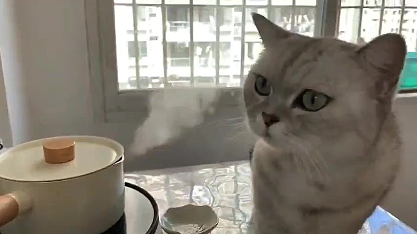 گربه آشپز ۵