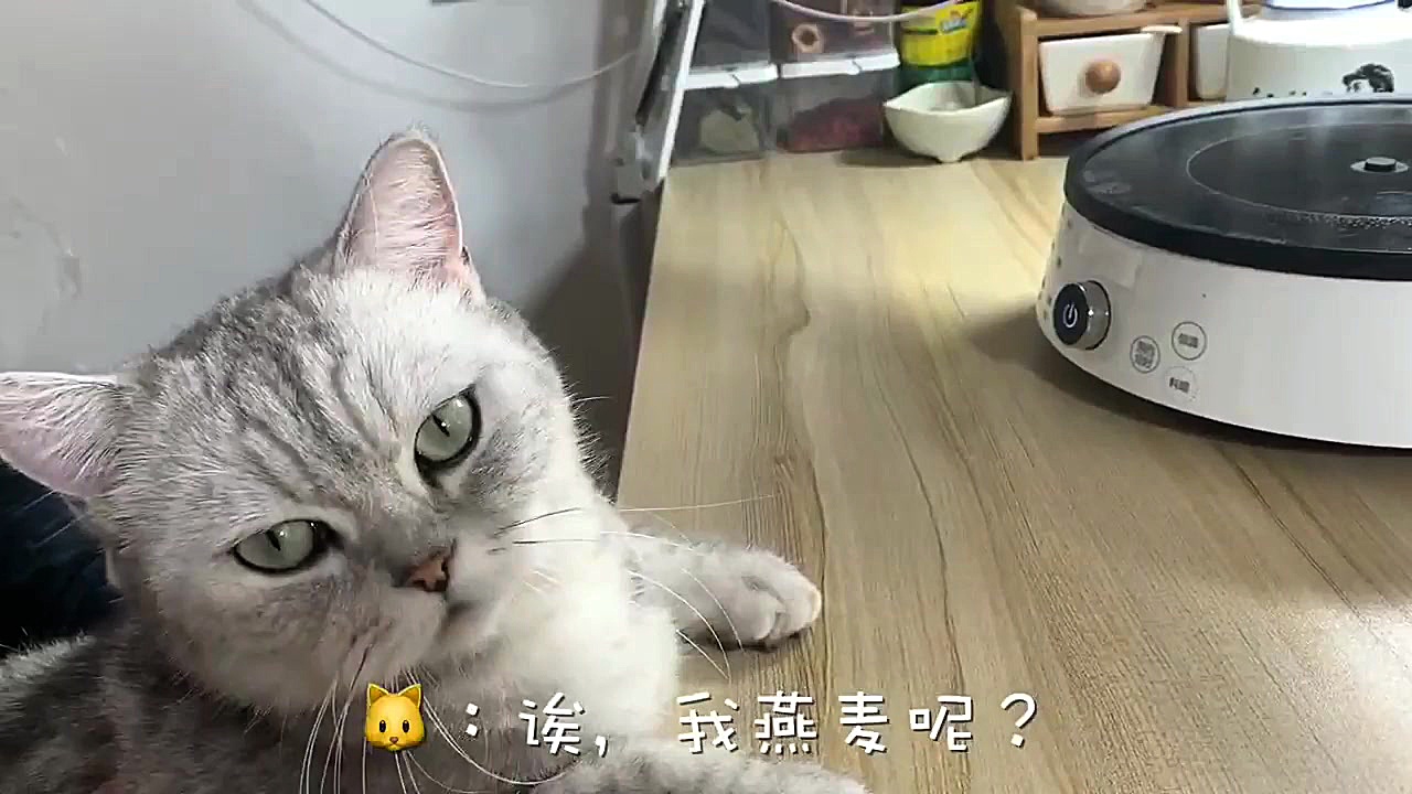 گربه آشپز ۱۰