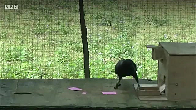 کلاغ ها چگونه مسایل پیچیده را...