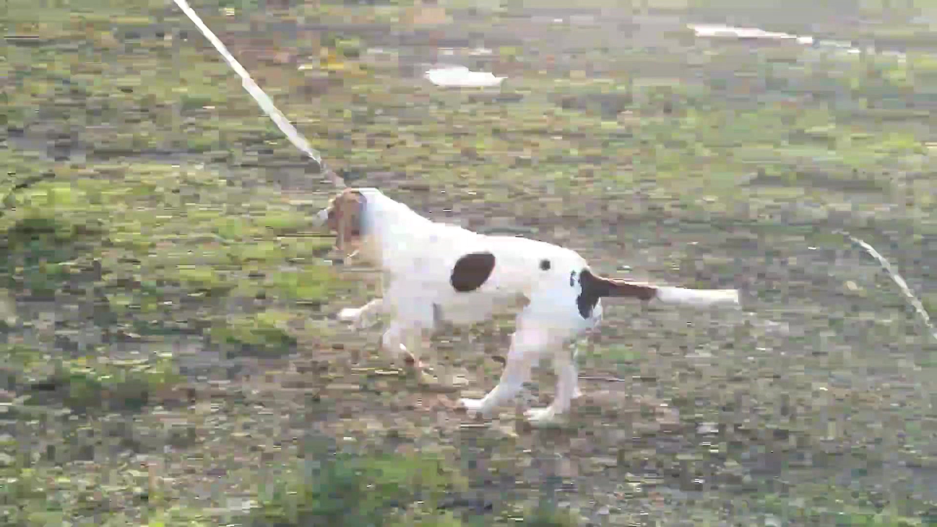 رقص قبل از جفت گیری سگ پوینتر