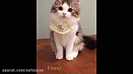 با این حیوانات خانگی بامزه حال...