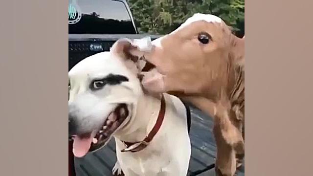 اینم چندتا حیوان خانگی باحال و...