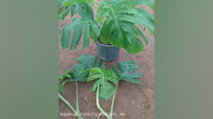برگ انجیری تکثیر برگ انجیری