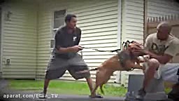 10 نژاد از خطرناک ترین سگ ها