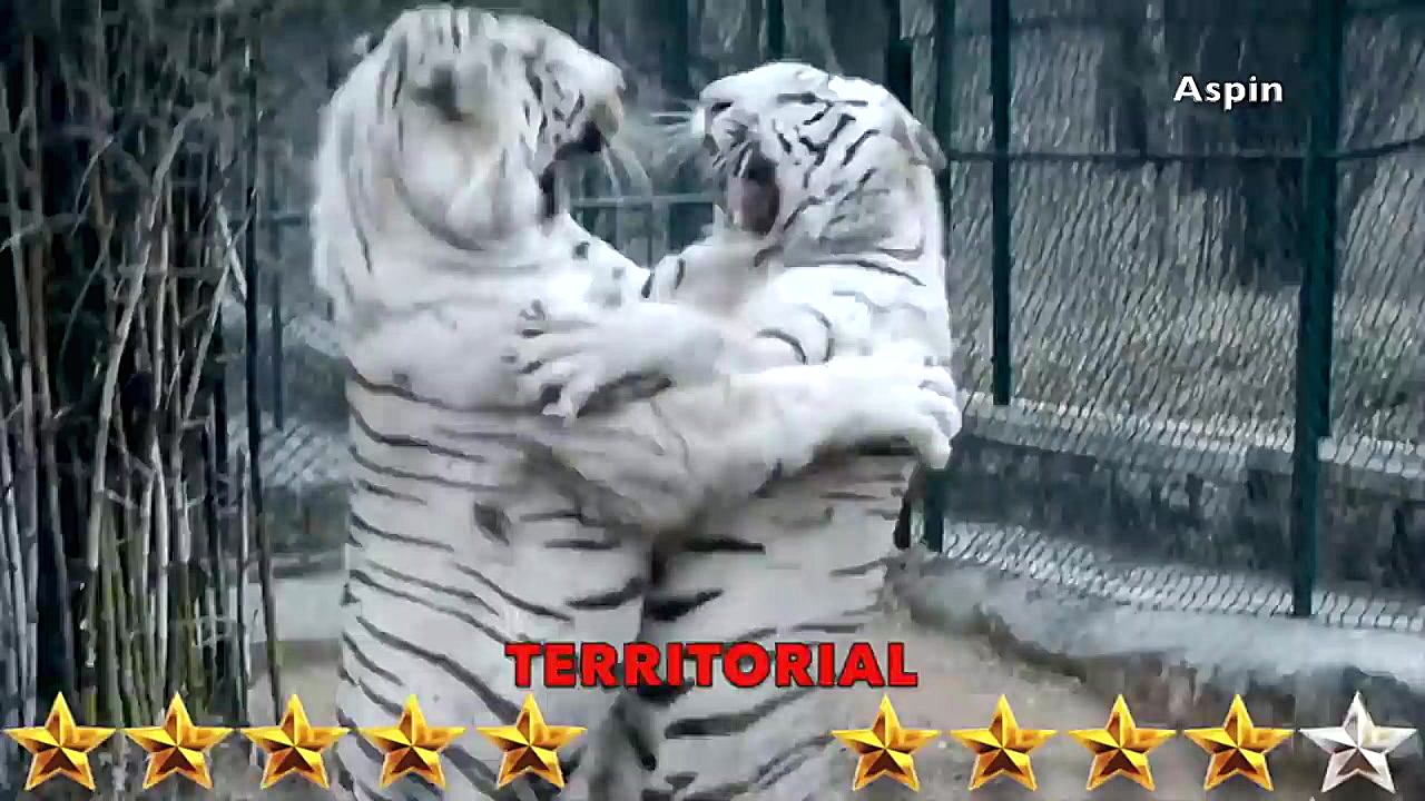 ببر مقابل شیر