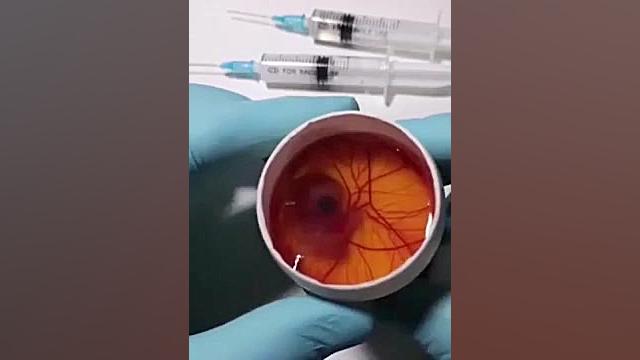 تولد جوجه بلدرچین با لقاح مصنو...