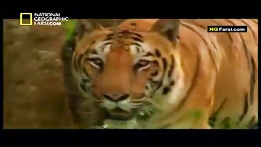 اندازه و وزن ببر بنگال (نشنال...