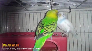 جفتگیری مرغ عشق بهمراه علائم و...