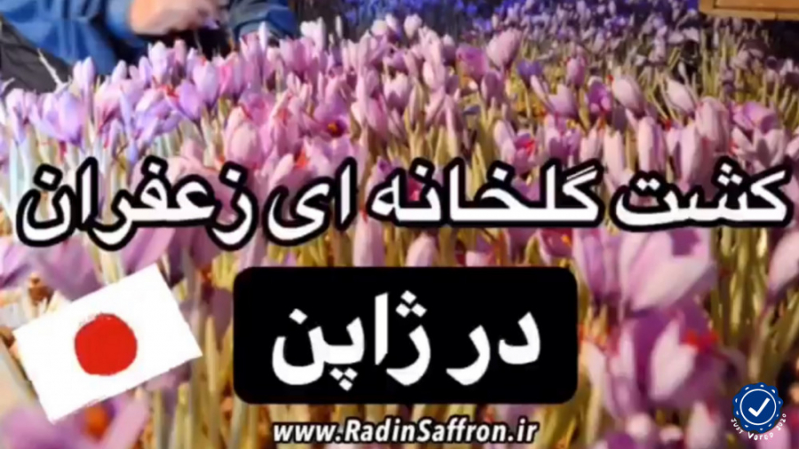 گزارش تصویری از کشت گلخانه ای...