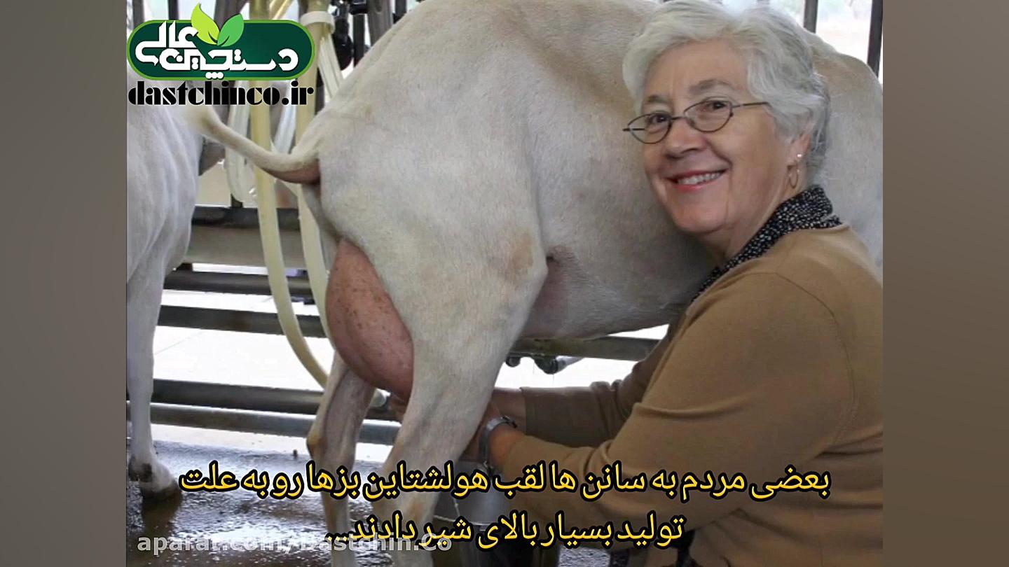 شناخت عمومی بز سانن و بز آلپای...