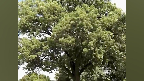 زبان گنجشک (ون)