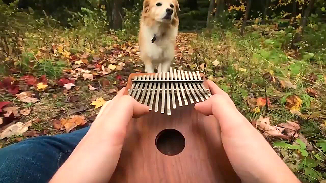 نواختن کالیمبا در طبیعت! | داو...