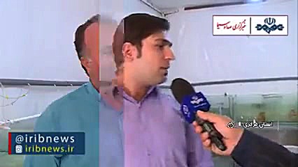 کمجا و پرسود، پرورش ماهی زینتی