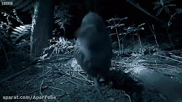 ویدیو مستندی از جفت گیری غیر م...