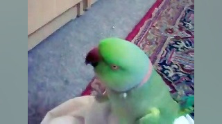 صحبت کردن بامزه طوطی