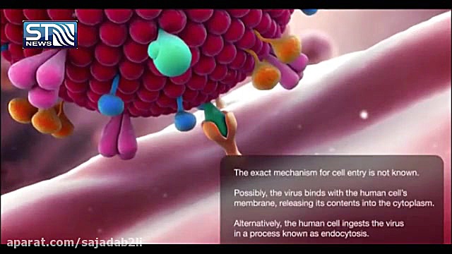 ویروس کرونا چگونه بر ریه انسان...