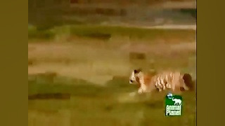 شکار شتر مرغ توسط ببر