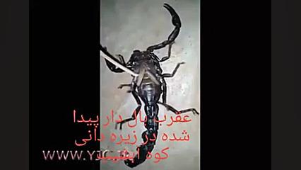 عقرب بال دار !!!