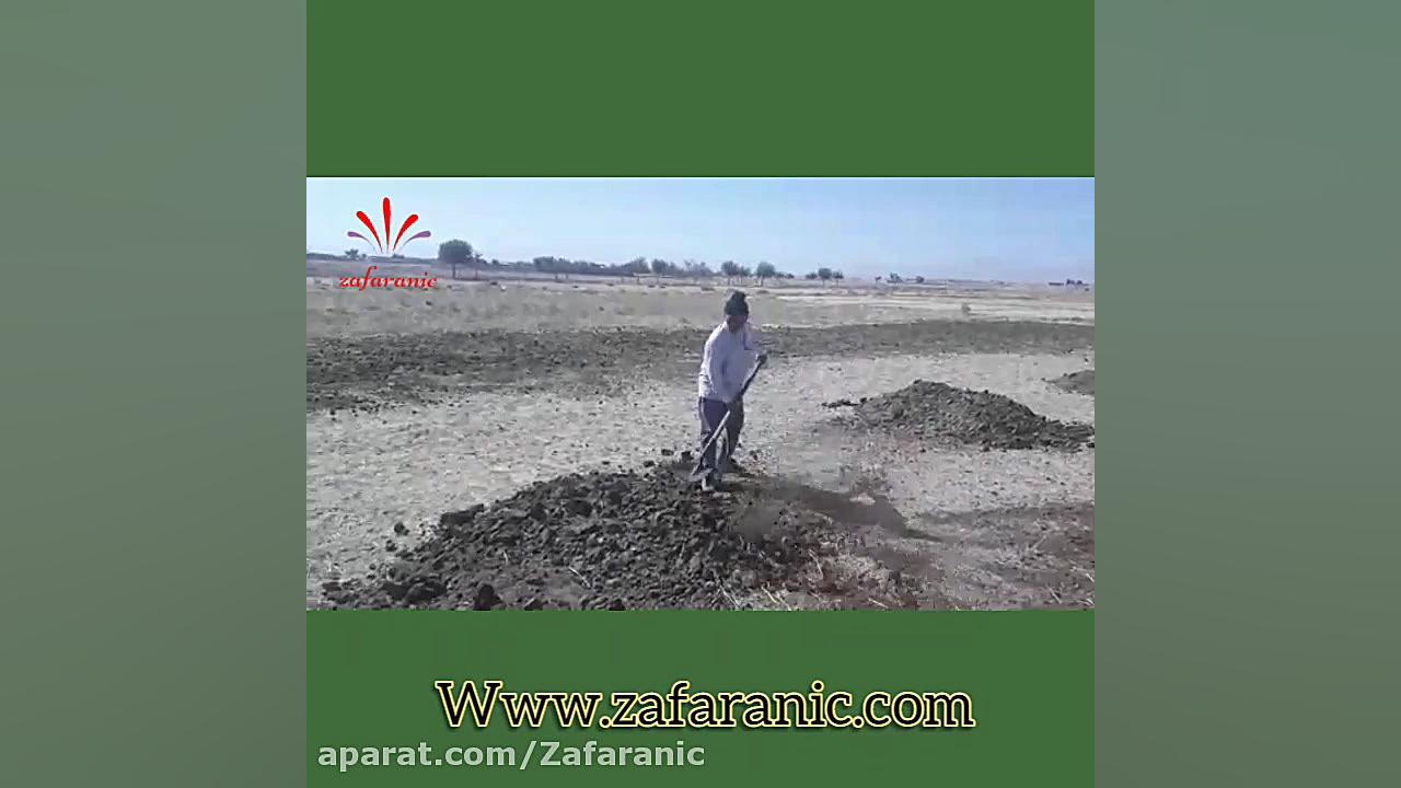 کشت زعفران ،آموزش کاشت زعفران...