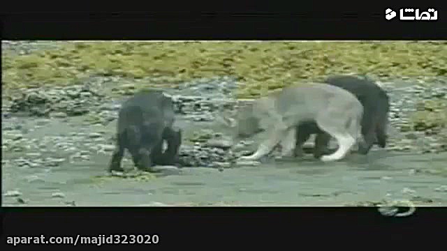 نبرد خرس با گرگ ها