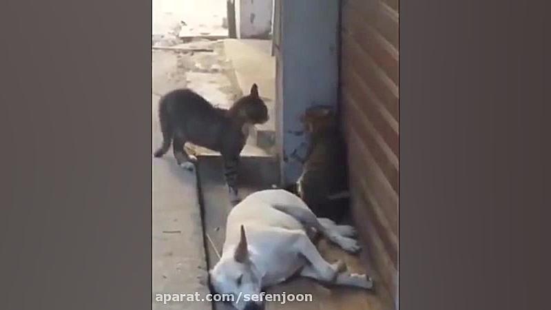 وحشت سگ خوابالو از دعوای دو تا...