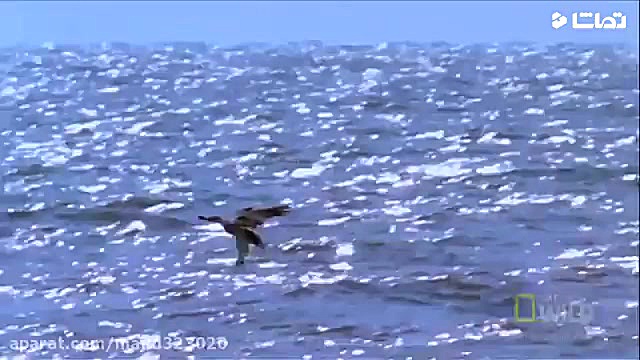 شکار مار سمی توسط عقاب