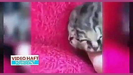 بچه گربه عجیب با دو صورت