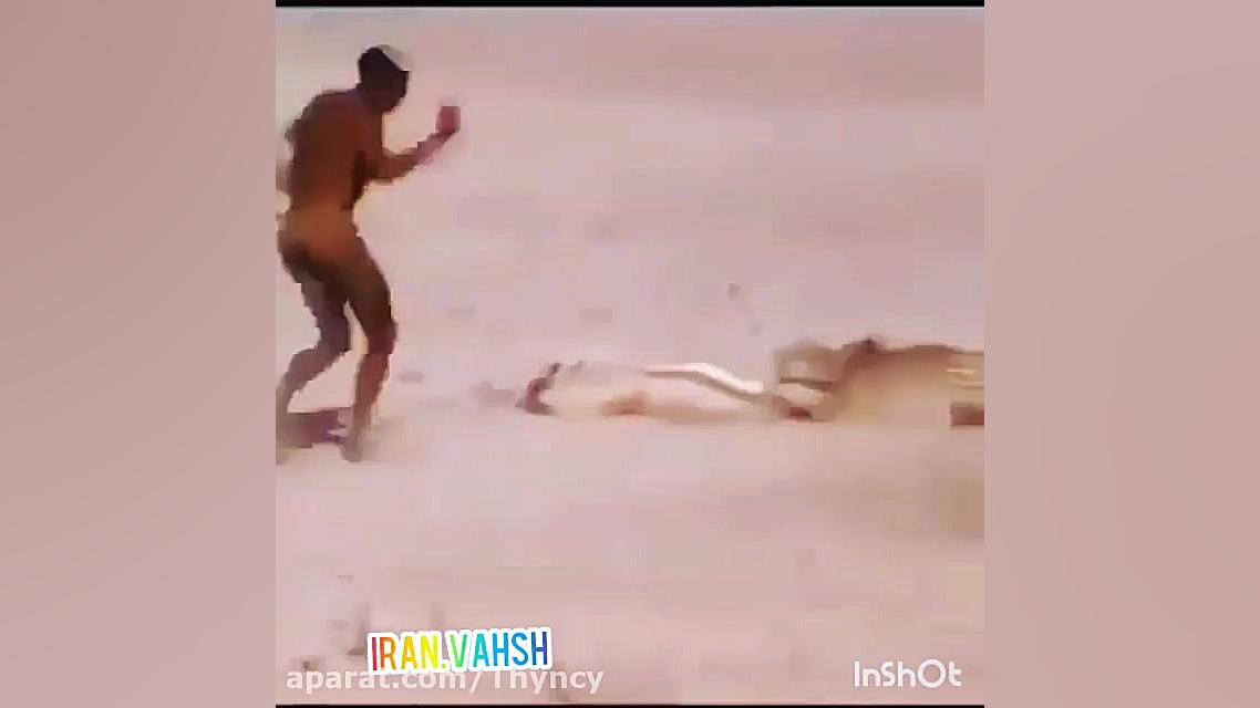 کلیپ شکار حیوانات  حیوانات وحش...