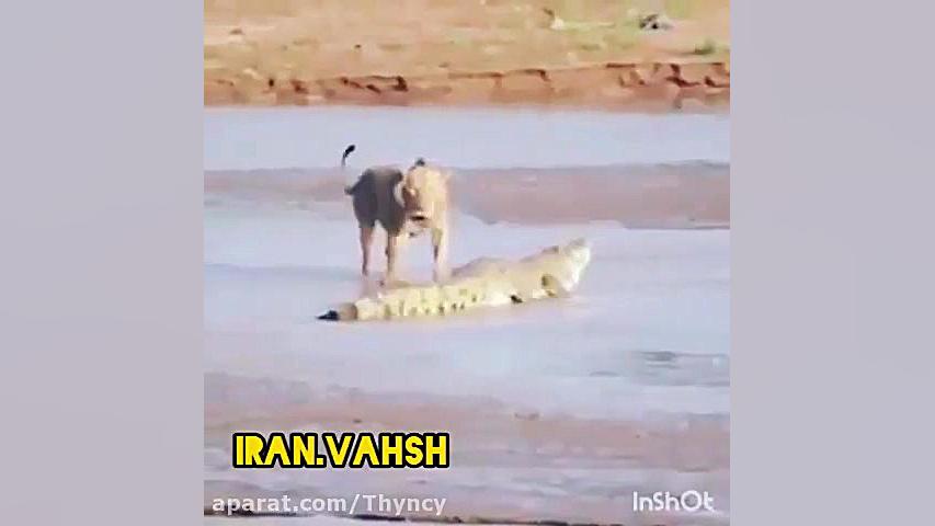 کلیپ شکار حیوانات  حیوانات وحش...