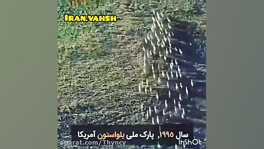 کلیپ شکار حیوانات  حیوانات وحش...