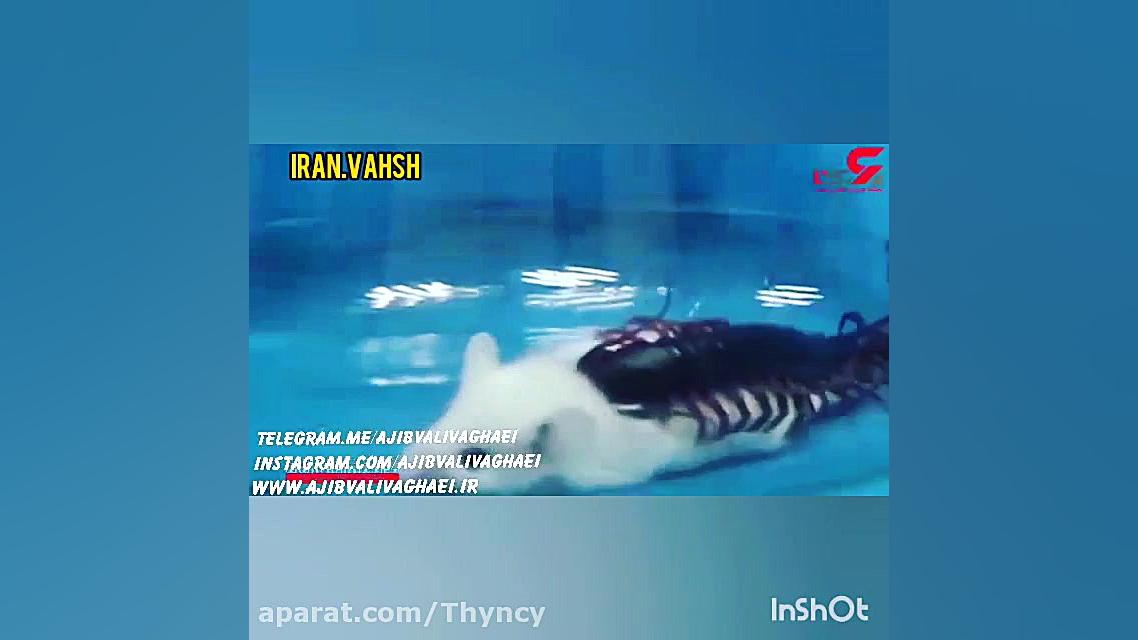 کلیپ شکار حیوانات  حیوانات وحش...