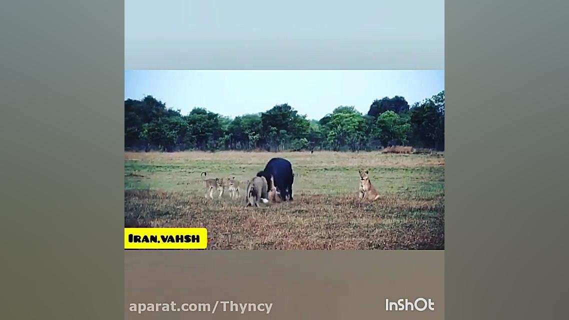 کلیپ شکار حیوانات  حیوانات وحش...