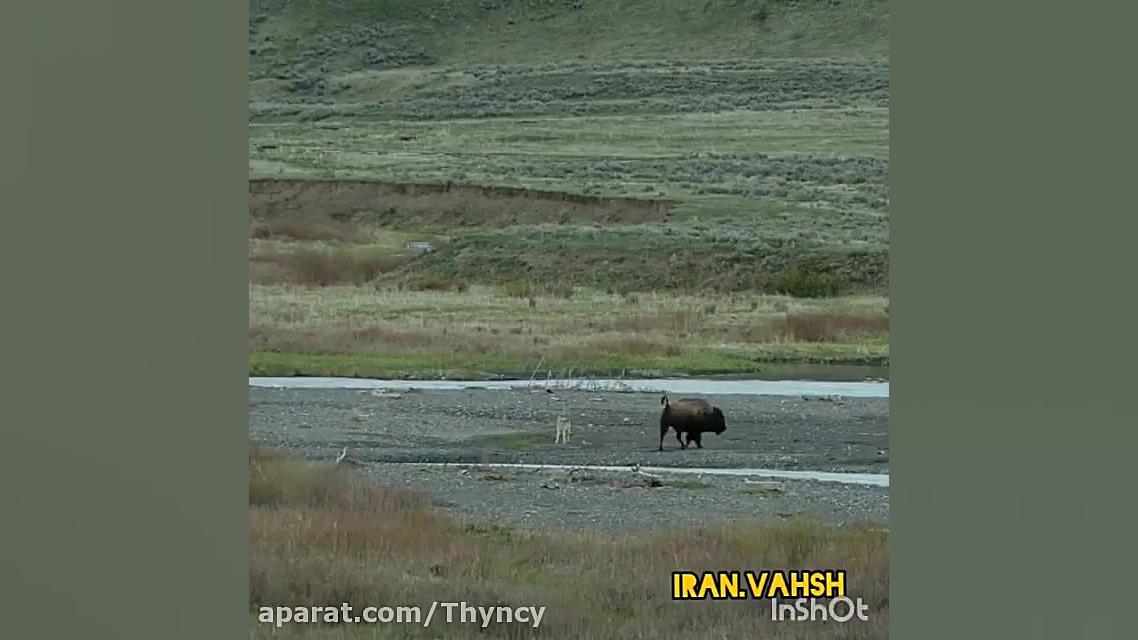 کلیپ شکار حیوانات  حیوانات وحش...