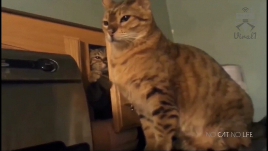 ویدئوی وایرال بی گربه هرگز ، ق...