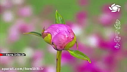 آهنگ بارون بارونه