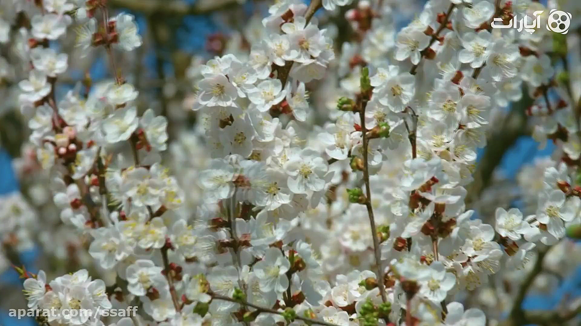 لحظه ها را دریاب | ریان نام در...
