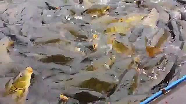 پرورش متراکم ماهی کپور = حداکث...