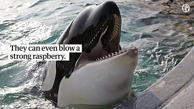 تقلید صدای انسان توسط نهنگ های...