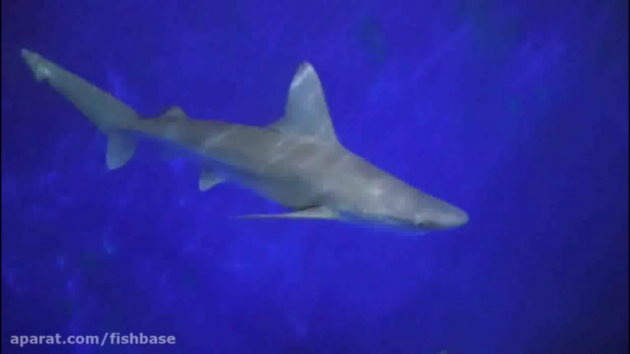 کوسه شنی: Carcharhinus plumbeu...